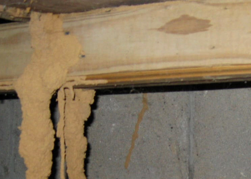 How Often Should I Get a Termite Inspection