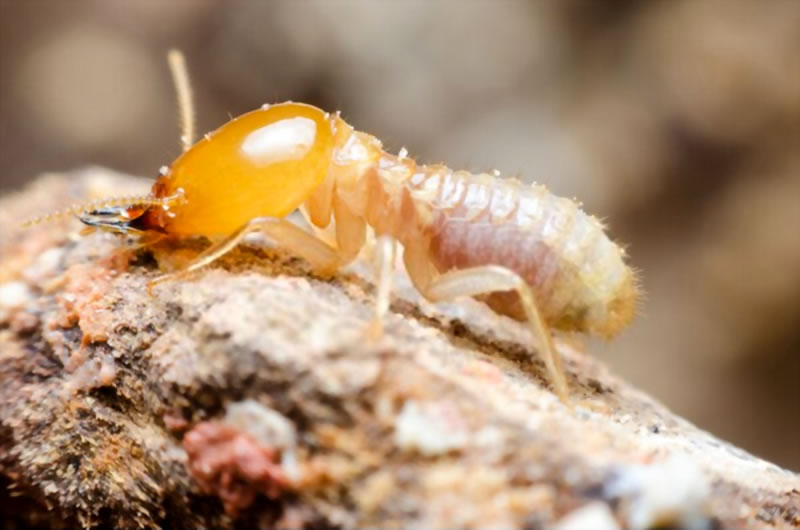 How termite barriers work