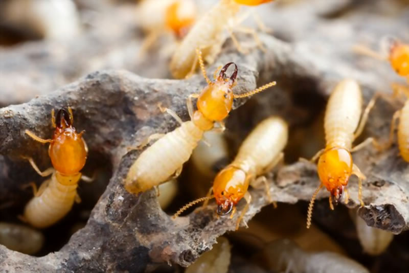 Termite Barriers