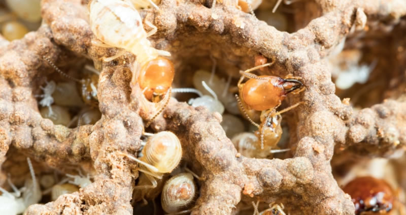 Termite Treatment