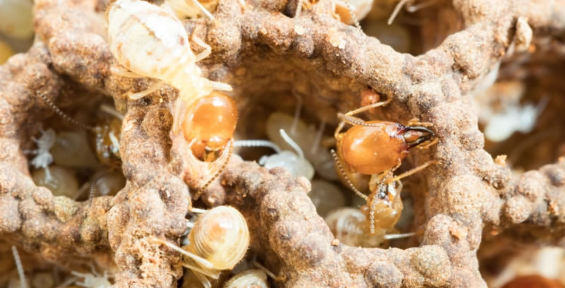 Drywood Termites