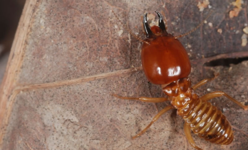 Exterminating Termite Colonies