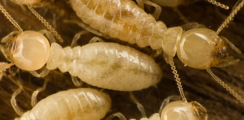 Heterotermes Ferox Termite