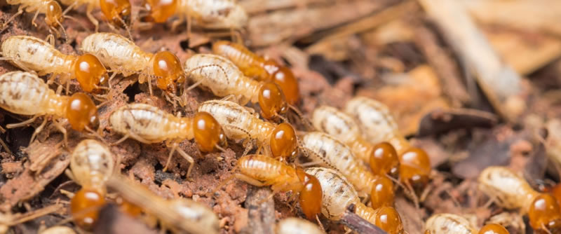 Life Cycle of Termites