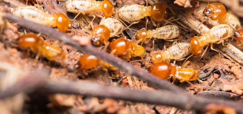 Termite Baiting Stations