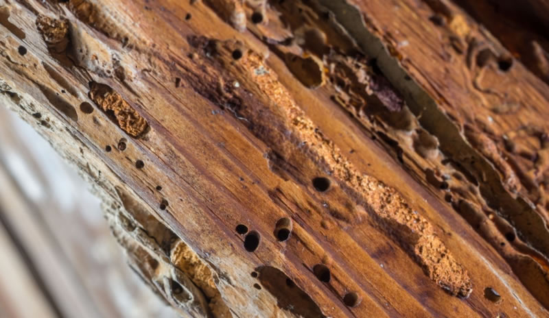 Termite Damage