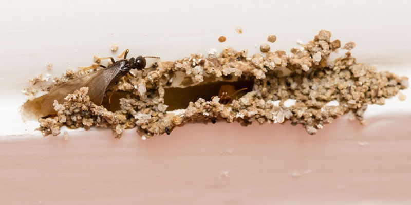 Termite membranes
