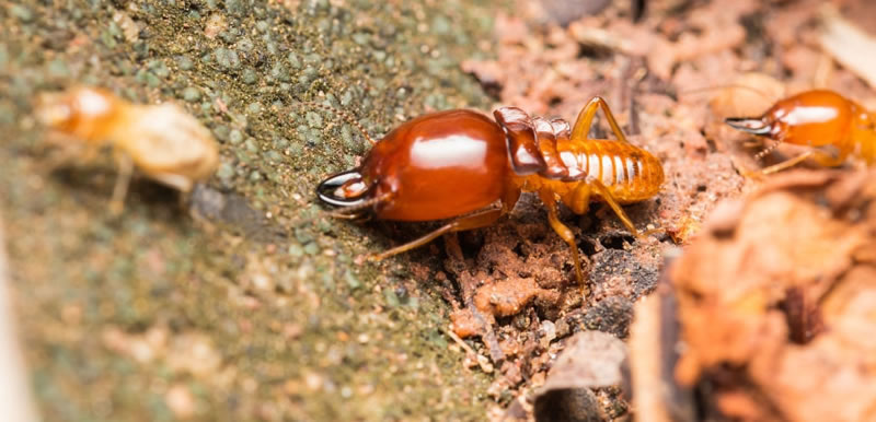 Termite Preventative Treatment Costs