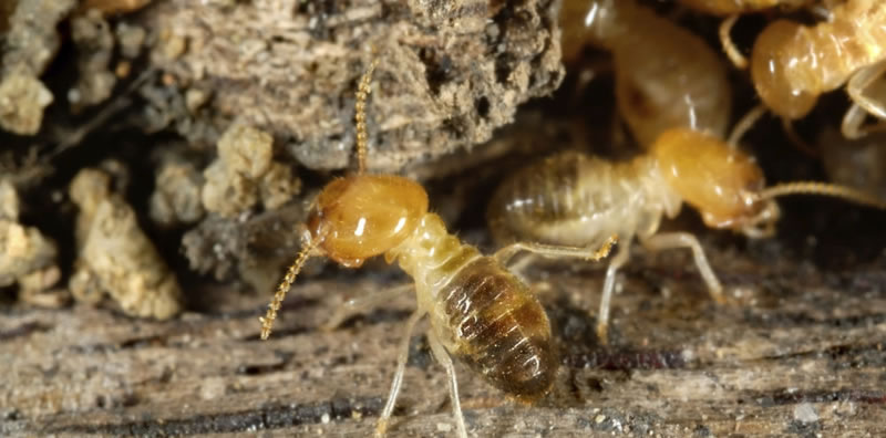 termite species in australia