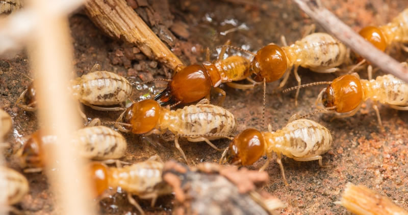 Termite Treatment Costs