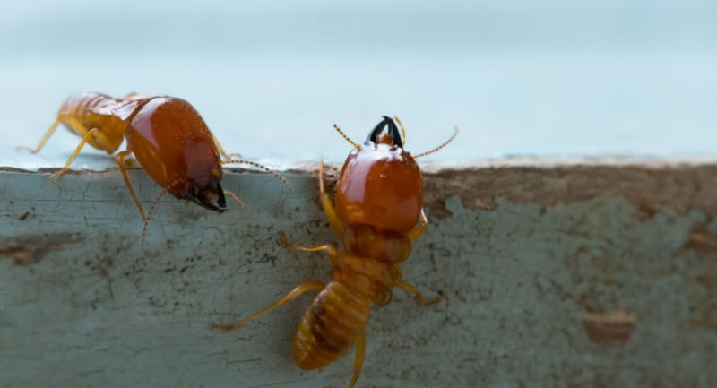 Termite Treatment