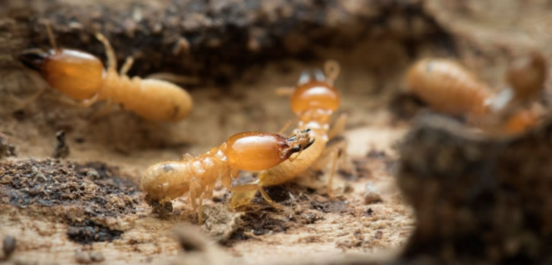 termites