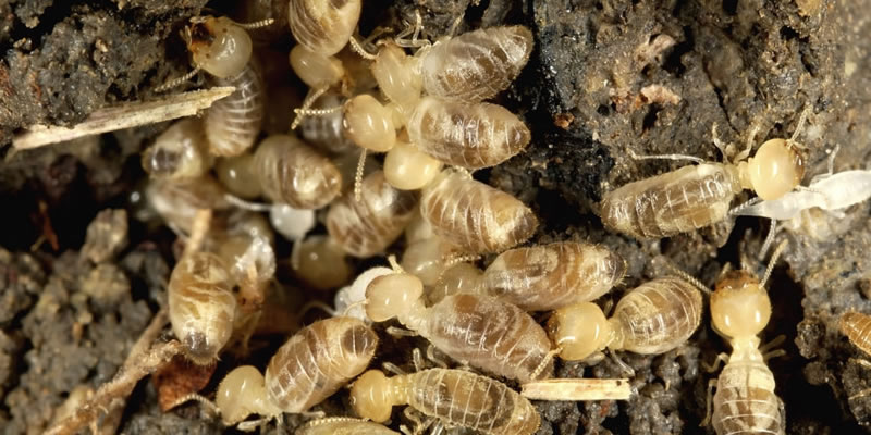 Primary Types of Australian Termites