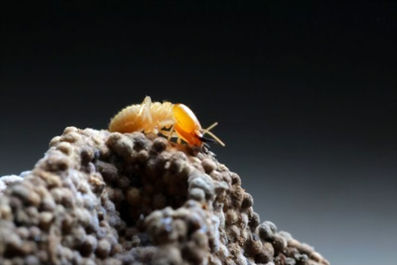 How Does A Termite Barrier Work?