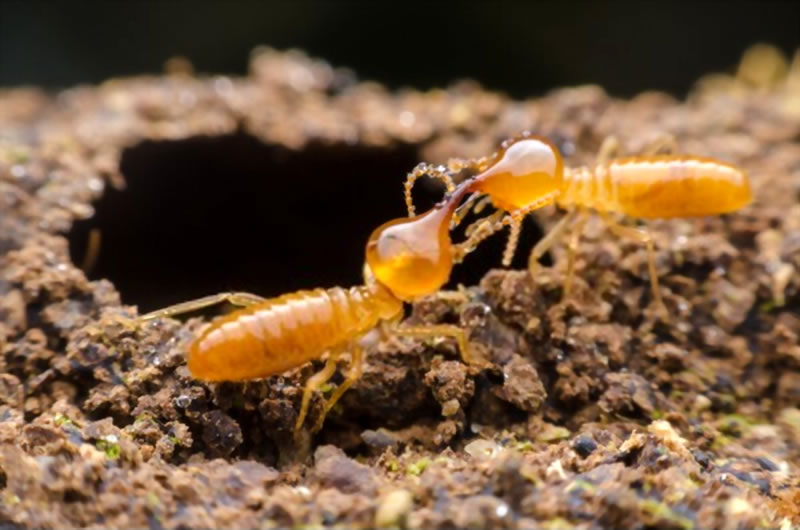 Termite treatment