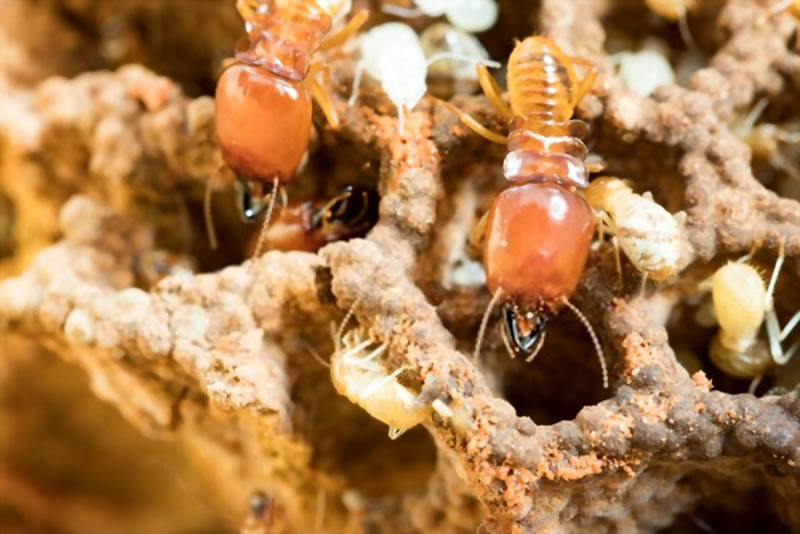 termite barriers